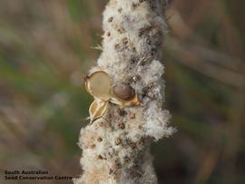   Fruit, seed:   Lomandra leucocephala ; Photo by South Australian Seed Conservation Centre, used with permission
